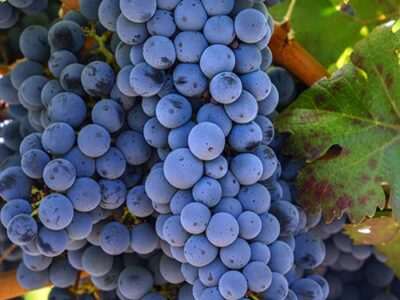 Фунгициди