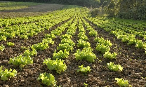 planting lettuce
