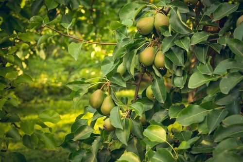Summer harvest of pear  Duchess varieties