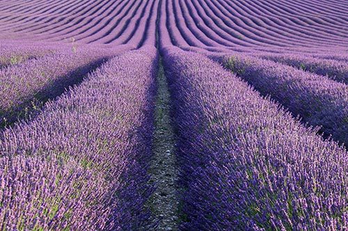 lavandula