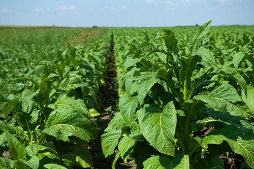 tobacco
